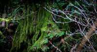 Oregon - Portland 01/2016