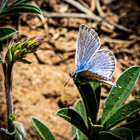 Laguna Meadows 05/20/24