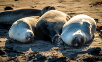 California - Piedras Blancas Elephant Seal Rookery 11/22/21