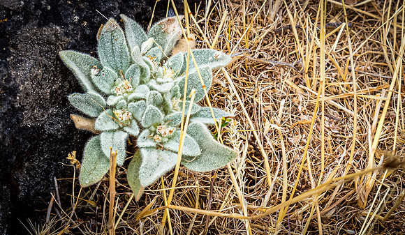 Upper Table Rock 07/2019