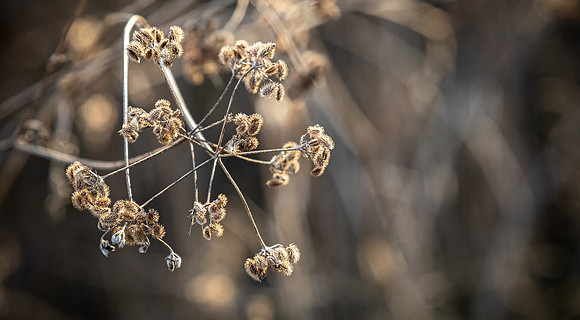 Los Penasquitos County Preserve 12/26/20