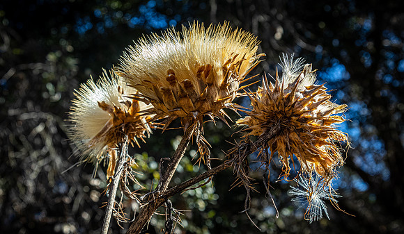 Los Penasquitos County Preserve 12/26/20