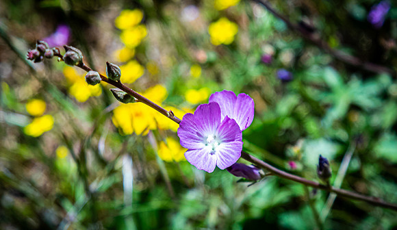 Laguna Meadows 05/20/24
