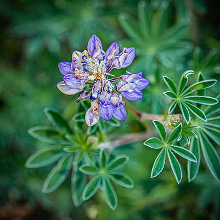 Laguna Meadows 05/20/24