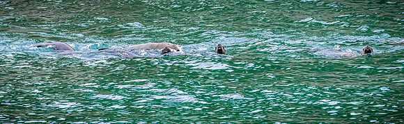 Glacier Bay
