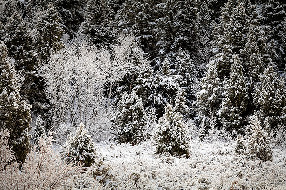 Logan, UT 11/2024