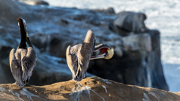 La Jolla Cove 01/09/19