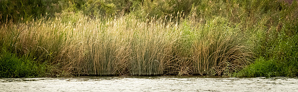 Colorado River, Yuma 04/2021