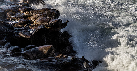 La Jolla Cove 01/09/19