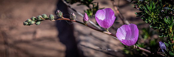 Mission Trails Regional Park 03/18/22