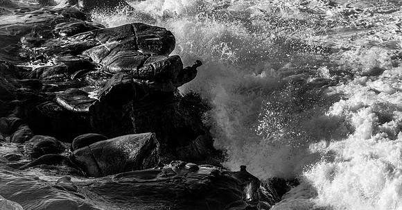 La Jolla Cove 01/09/19