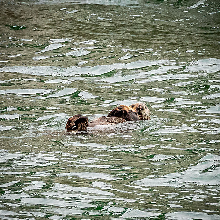Glacier Bay
