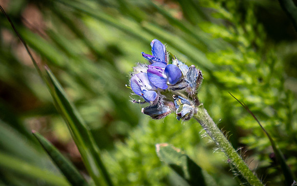 Laguna Meadows 05/20/24