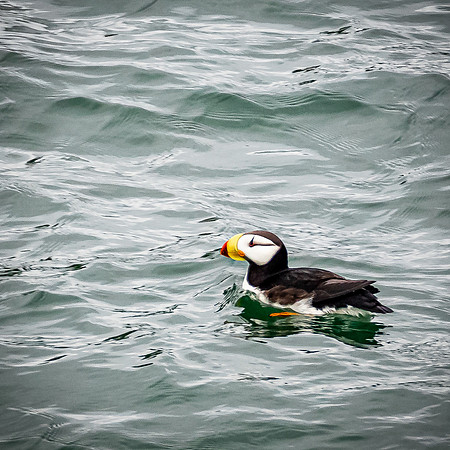 Glacier Bay