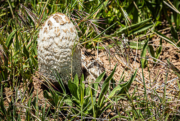 Laguna Meadows 05/20/24