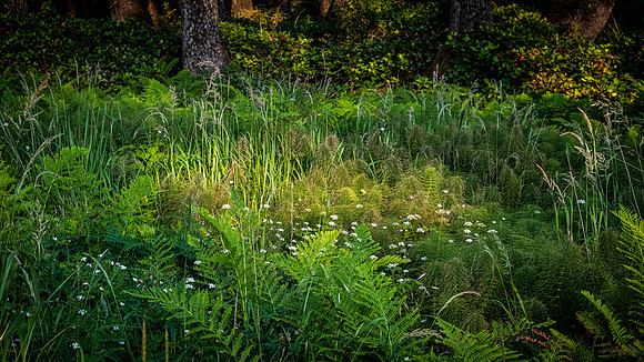 Oregon Coast 07/2019