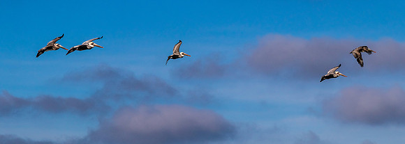 La Jolla Cove 01/09/19