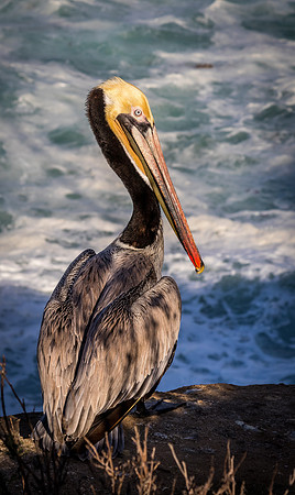 La Jolla Cove 01/09/19