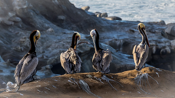 La Jolla Cove 01/09/19