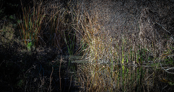Los Penasquitos County Preserve 12/26/20