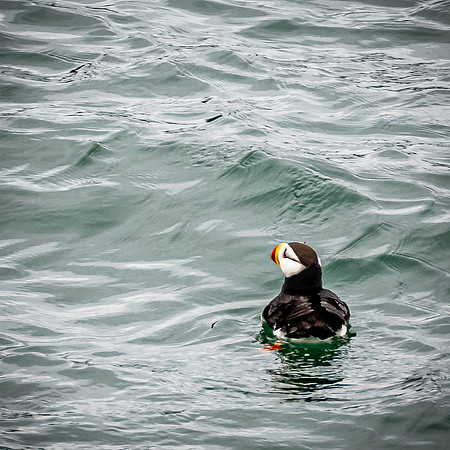 Glacier Bay