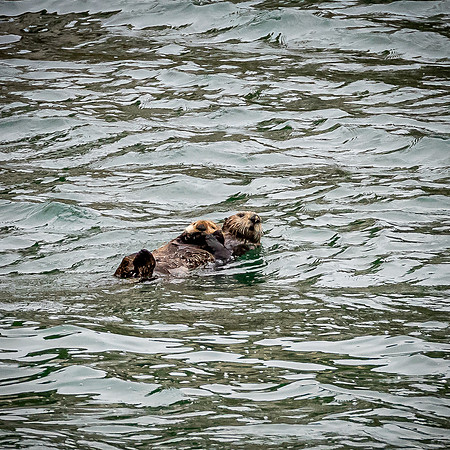 Glacier Bay