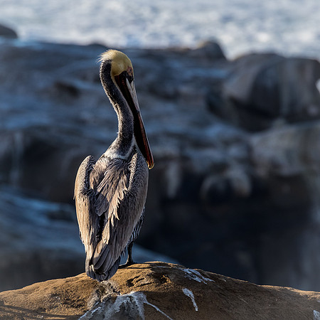 La Jolla Cove 01/09/19