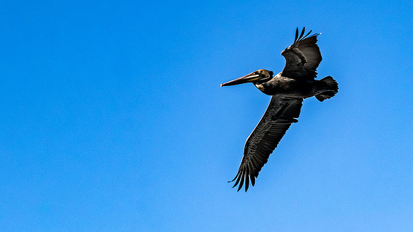La Jolla Cove 01/09/19