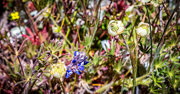 Laguna Meadows 05/20/24