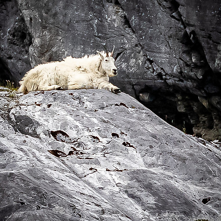 Glacier Bay