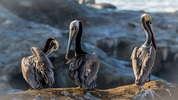La Jolla Cove 01/09/19